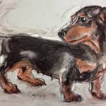 Dachshund 