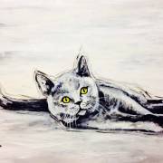 British Blue Cat