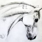 Portrét Andalúzskeko koňa Puding
