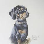 Portrait of dachshund Minty LuLu