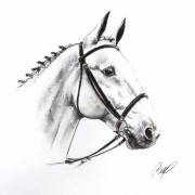 White Horse Portrait   